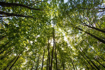 Fototapeta premium green forest in spring time