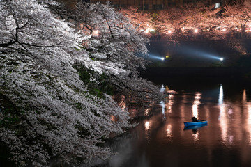 千鳥ヶ淵の夜桜