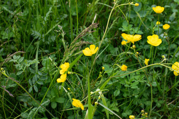 Butter flower yellow close up 