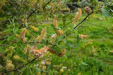 branch with leaves and seeds