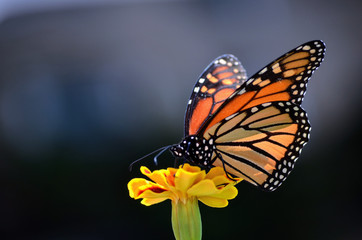 Monarch Butterfly (Danaus Plexippus)