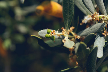 olive trees starting to flower natural macro background