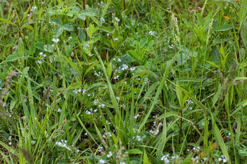 green grass with water drops