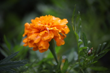 Pomarańczowy kwiat na zielonym tle
