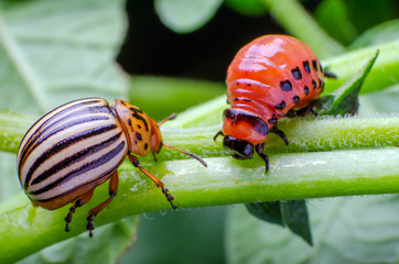 Colorado potato beetle and red larva crawling and eating potato leaves