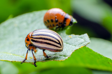 Colorado potato beetle eats green potato leaves