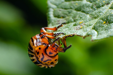 Colorado potato beetle eats green potato leaves