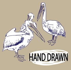 Pelicans Sea birds. Drawing by hand in vintage style drawing by pen. - 269259827