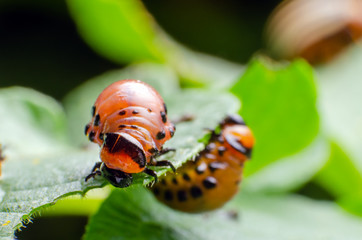 Red larva of the Colorado potato beetle eats potato leaves
