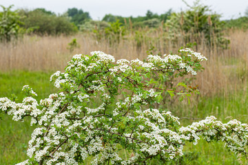 field of flowers