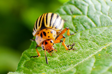Colorado potato beetle crawling on potato leaves