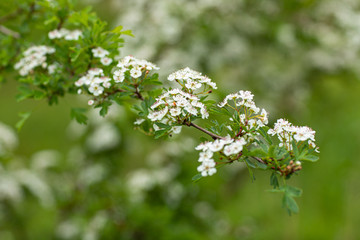 white flowers of cherry tree