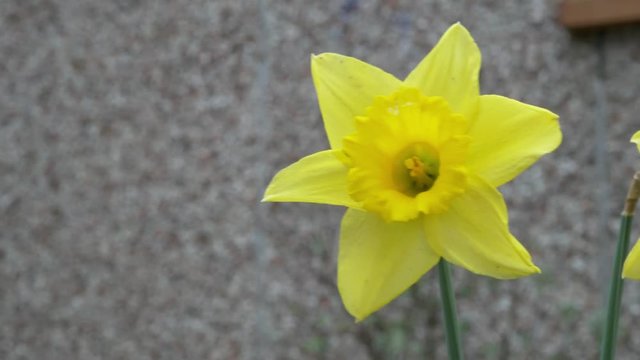 Daffodil blowing in wind