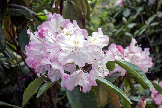 White a pink rhododendron flowers. Nature background