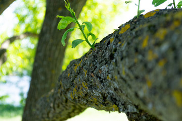 tree trunk green