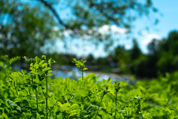 green garden landscape