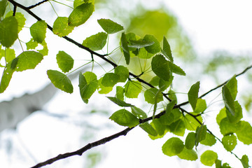 branch with green leaves