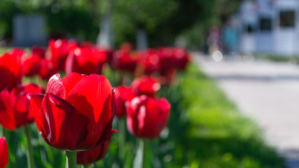 tulip beautiful flower