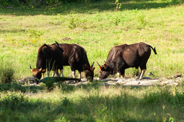 A herd of young Gaur and an Indo-Chinese Green Peafowl feeding on freshwater.