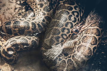 python one of the largest snakes in the world
