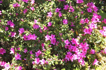 Obraz premium Botanical Garden Madeira