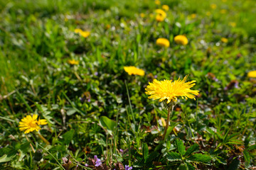 Gelbe Bl&uuml;te L&ouml;wenzahn Blumenwiese