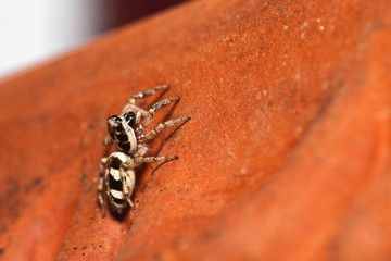 -Springspinne