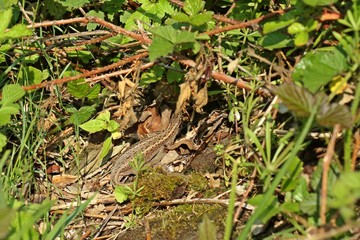 Trächtige Zauneidechse (Lacerta agilis)
