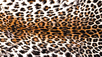 Vector Illustration Art of Leopard Panther (Panthera Pardus Linnaeus ) Skin / Pelt for Background, Backdrop or Wallpaper.