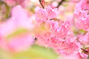 Fototapeta na wymiar Pink sakura flowers, close up, with rain drops on the petals and blurred flower on front. Spring blooming background. Cherry blooming tree. Beautiful pink flowers with green leaves and drops of water 