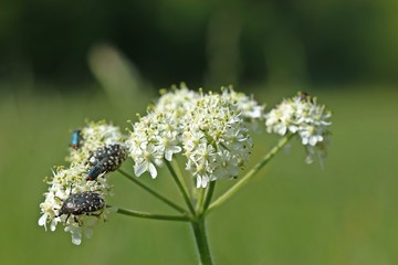 Trauer-Rosenkäfer (Oxythyrea funesta) und Zweifleckige Zipfelkäfer (Malachius bipustulatus) auf Wiesen-Bärenklau (Heracleum sphondylium)