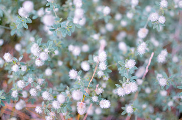 Close up of small white flowers on branch of amazing blooming shrub