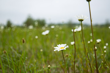 Chamomile flower white and yellow
