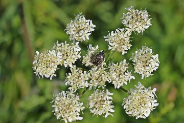 Trauer-Rosenkäfer (Oxythyrea funesta)  auf Wiesen-Bärenklau (Heracleum sphondylium)