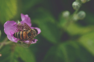 Spring single flower and bee