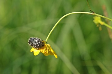 Trauer-Rosenkäfer (Oxythyrea funesta)  auf Hahnenfuß