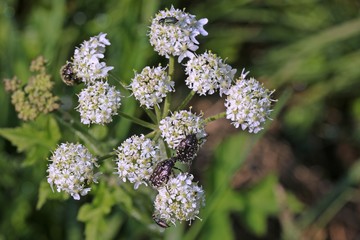 Trauer-Rosenkäfer (Oxythyrea funesta) und Zweifleckige Zipfelkäfer (Malachius bipustulatus) auf Wiesen-Bärenklau (Heracleum sphondylium)