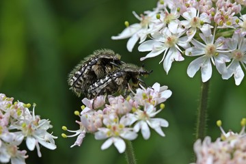 Paarung des Trauer-Rosenkäfers (Oxythyrea funesta) auf Wiesen-Bärenklau (Heracleum sphondylium)