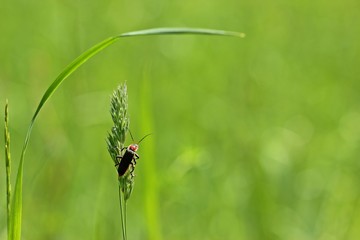 Gemeiner Weichkäfer (Cantharis fusca) an Grashalm