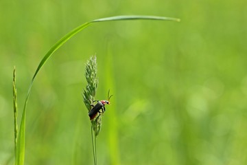 Gemeiner Weichkäfer (Cantharis fusca) an Grashalm