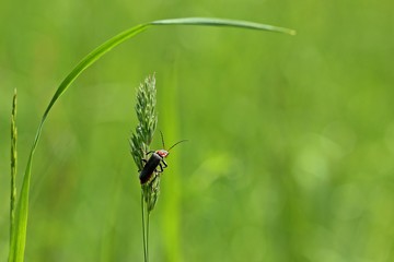 Gemeiner Weichkäfer (Cantharis fusca) an Grashalm