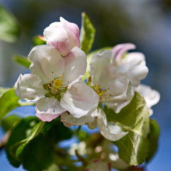 Beautiful blooming Apple tree against the blue spring sky.