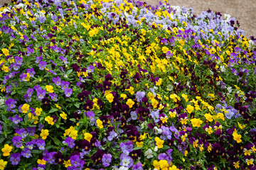 a lot of colored flowers mainly purple and yellow