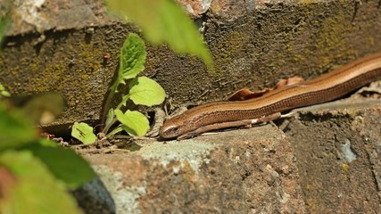 Blindschleiche (Anguis fragilis) an Trockenmauer