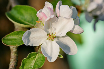 Obraz premium Beautiful fragrant flowers of Apple trees are illuminated by the bright spring sun.