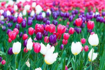 A tulips field in the sunny spring day