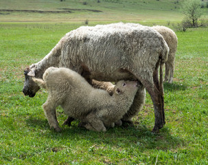 Fototapeta premium sheep farm nature lamb