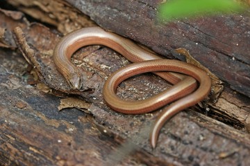 Blindschleiche (Anguis fragilis) auf Holzstapel