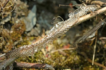 Natternhemd einer Ringelnatter (Natrix natrix)