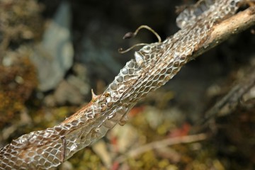 Natternhemd einer Ringelnatter (Natrix natrix)